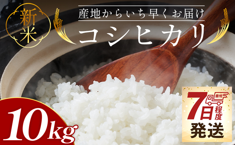 新米コシヒカリ 10kg - 新米 お米 おこめ 国産 米 精米 ひのひかり ごはん 白米 ご飯 おにぎり おむすび 料理 調理 防災 非常食 備蓄 高知県 香南市 常温 at-0057
