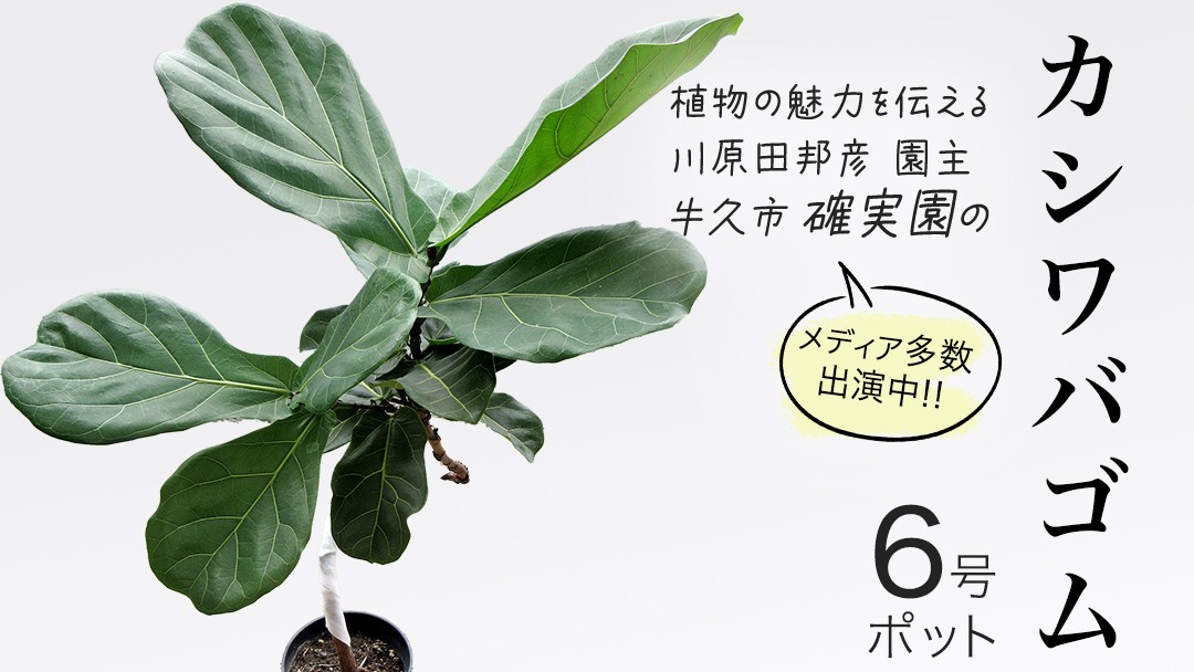 
            カシワバゴム 6号ポット 1点 家庭 で 園芸 鉢植え 苗 庭木 果樹 ガーデニング 植物 確実園 観葉植物 インテリア 植木鉢
          