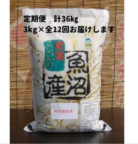 【令和６年産新米予約／令和6年9月下旬より順次発送】【12か月定期便】がんこおやじが作った南魚沼産コシヒカリ白米３kg