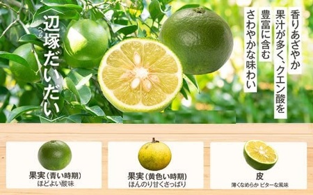 【A20008】先行受付！2025年9月中旬以降発送！辺塚だいだい 青果 (10kg) 鹿児島 国産 橙 だいだい 柑橘 かんきつ 果物 フルーツ 贈答 ギフト【NPO法人 陸の宝島・岸良】
