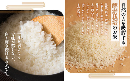 No.1171 四八米 こしひかり 酵素プレミアム 【ギフト】2合×5個入 1.5kg ／ お米 米 こめ 精米 白米 1.5キロ 国産 産地直送 産直 お取り寄せ 希少 最高品質 贈答用 最上級 甘