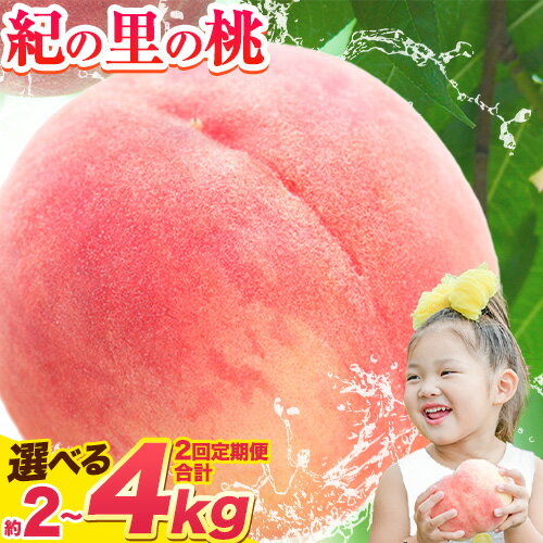 【ふるさと納税】桃 和歌山県産 紀の里の桃 選べる 約2kg (6〜8玉) または【2回定期便】約2kg×2回 定期《2025年6月中旬-8月中旬頃出荷》 2025年 先行予約 紀の里の桃 白鳳 日川白鳳 なつっこ 清水白桃 川中島白桃 八旗白桃 和歌山 もも
