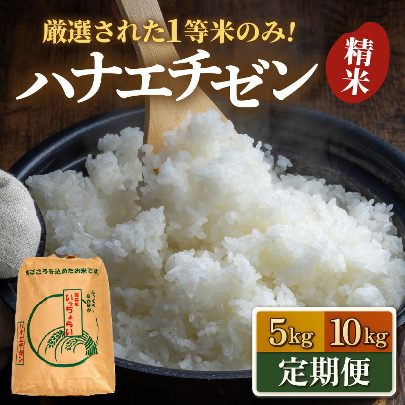 【ふるさと納税】【先行予約】【令和8年産・新米】 ハナエチゼン 精米 5kg 10kg 定期便【選べる容量 定期便】【一等米】《発送直前精米！》 / お米 5キロ 10キロ 福井県 あわら 北陸 米 こめ コメ kome お米 人気 大賞 受賞 新米 ※2026年9月上旬以降順次発送予定