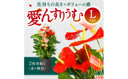 愛んすりうむ（アンスリウム）L（2株寄植え／大） 湖東フラワー 滋賀県 東近江市 C17 アンスリウム アンスリューム 観葉植物 鉢植え 花 プレゼント ギフト お祝い お供え インテリア フラワー グリーン リビング 玄関 飾り おしゃれ 手入れ簡単 長持ち 室内 贈答 滋賀県産 ボリューム 赤 桃色 2色