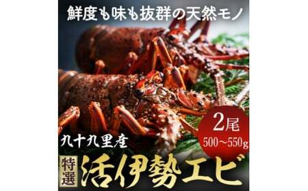 【 先行予約 2026年度発送】 特選 活 伊勢海老 2尾 約500~550g 伊勢海老 イセエビ