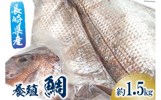 鯛 フィーレ 1尾 約 1.5kg [田中鮮魚卸 長崎県 雲仙市 item1803] たい タイ 冷凍 フィレ