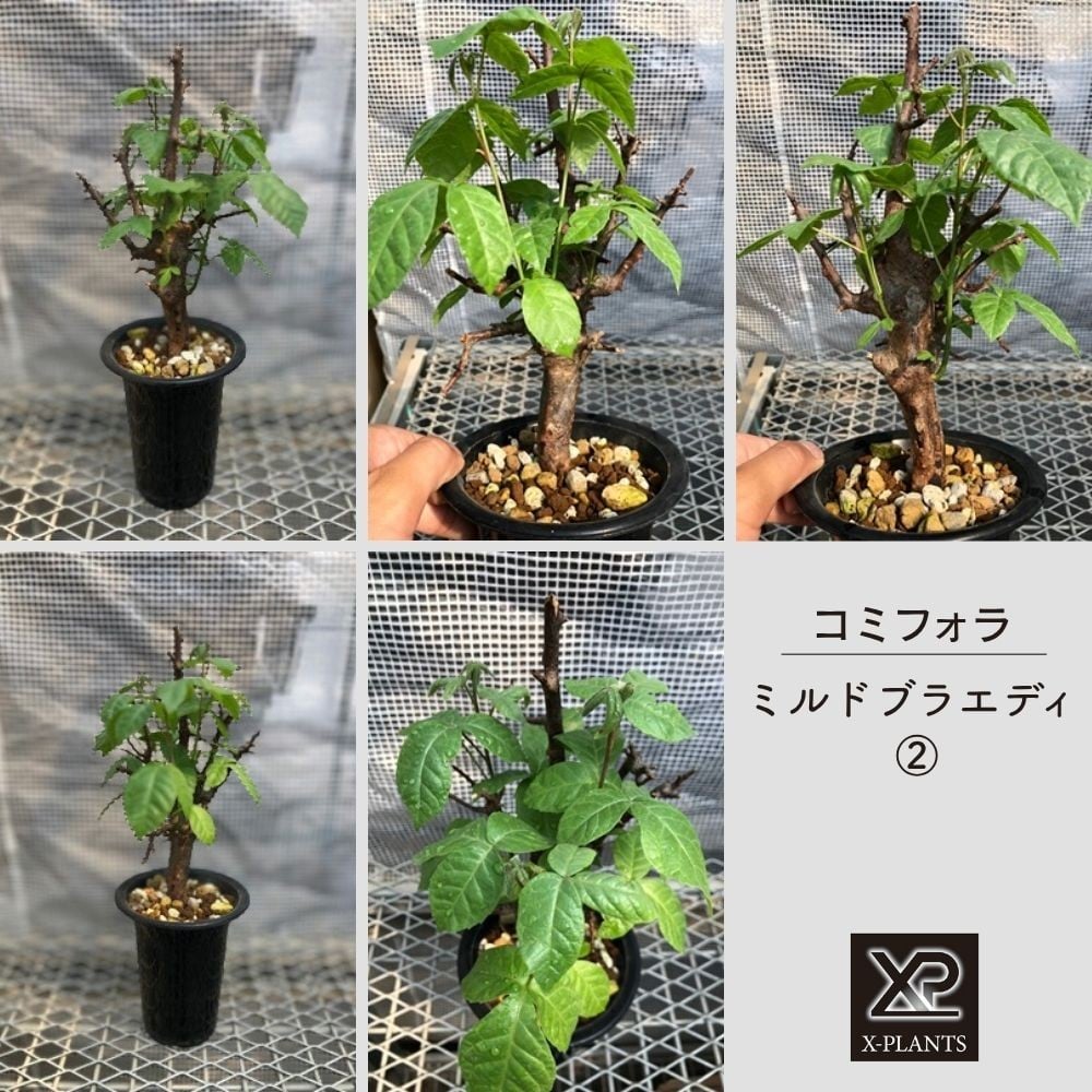 
            コミフォラ ミルドブラエディ _2_3  X-PLANTS 珍奇植物 ビザールプランツ 塊根植物  
          