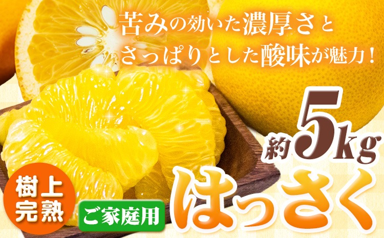 樹上完熟 ご家庭用 訳あり はっさく 八朔 みかん 5kg ＋250g (傷み補償分) 池田鹿蔵農園 @日高町《4月上旬-5月末頃出荷》和歌山県 日高町 送料無料 はっさくみかん 家庭用 光センサー選別 訳あり八朔 訳ありはっさく【配送不可地域あり】---wsh_idn323_4j5m_25_12000_5kg---