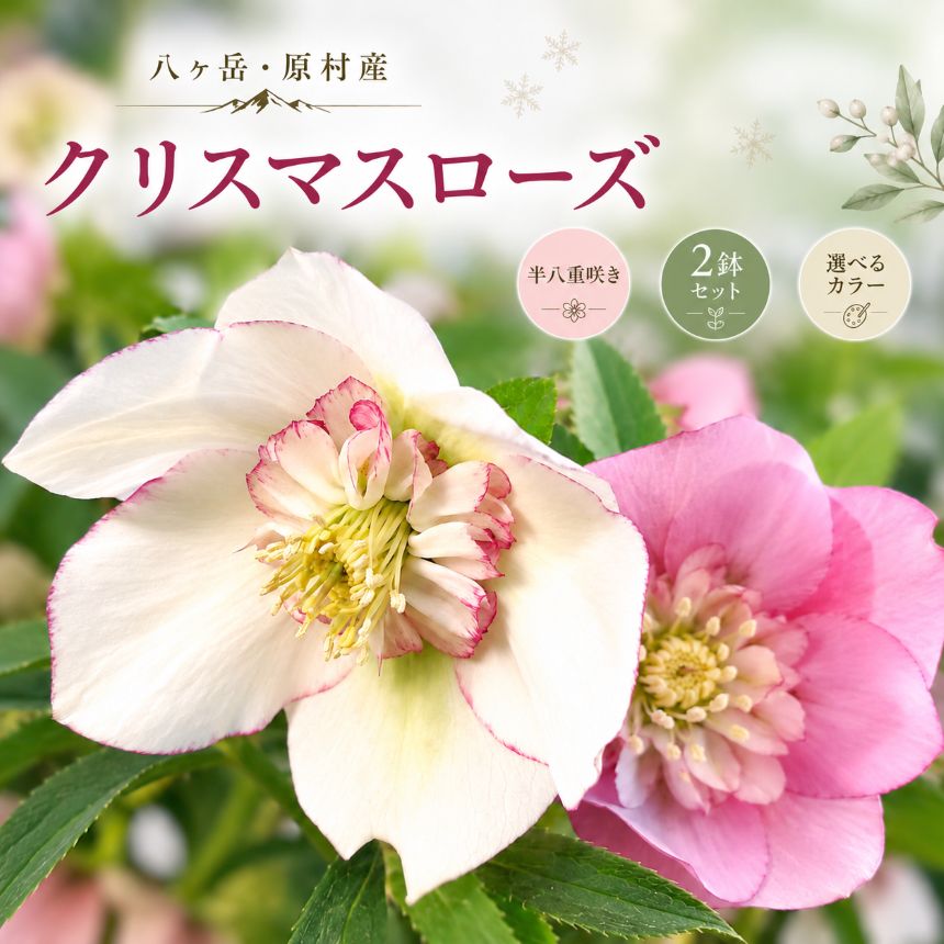 【ふるさと納税】 八ヶ岳・原村産　クリスマスローズ（半八重咲き）2鉢セット | クリスマスローズ 花苗 鉢植え 鉢花 信州 八ヶ岳 長野県 諏訪郡 原村