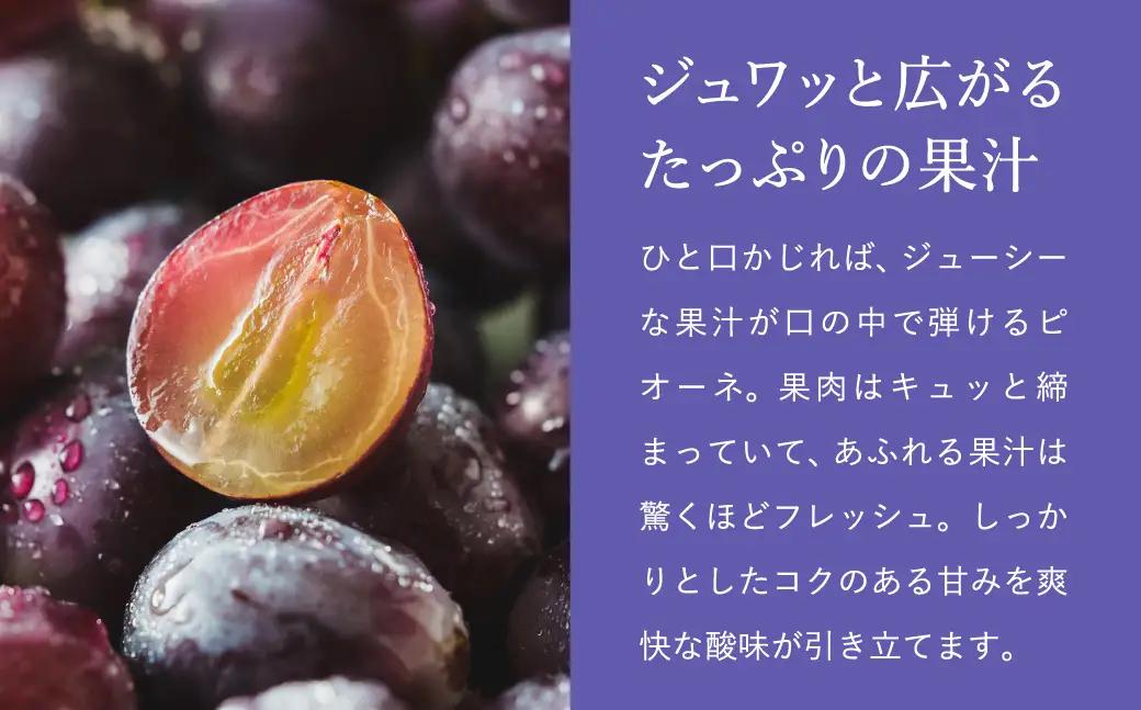 ピオーネ 豊岡ぶどう 訳あり 約300g×4パック【2026年先行予約・数量限定】