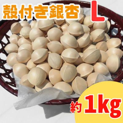 ふるさと納税 山辺町 【先行受付】殻付き銀杏 (ぎんなん)【L】 約1kg(200g×5パック) | 