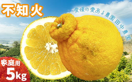  不知火 しらぬい 約5kg 【家庭用】【2月下旬から順次発送】でこぽんと同品種 柑橘類 先行予約 フルーツ 柑橘類 先行予約 果物 フルーツ みかん シラヌイ 人気 おすすめ 愛媛 松山 田中農園【TNN0032】
