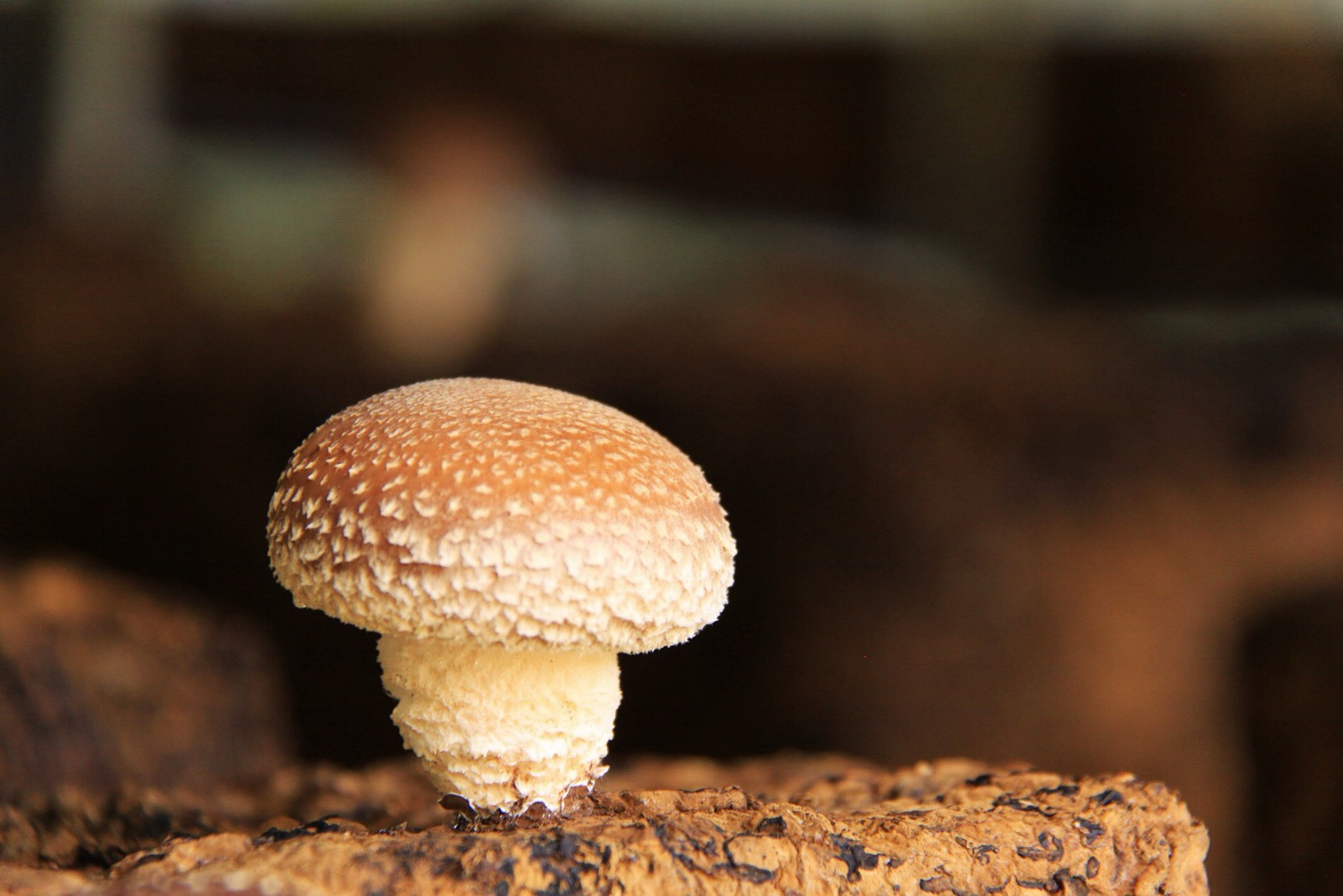 小国特産きのこ詰め合わせAセット