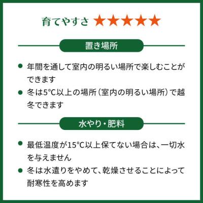 ふるさと納税 糸島市 『サンセベリア・グリーンハニー』糸島市/cocoha[AWB033] |  | 03