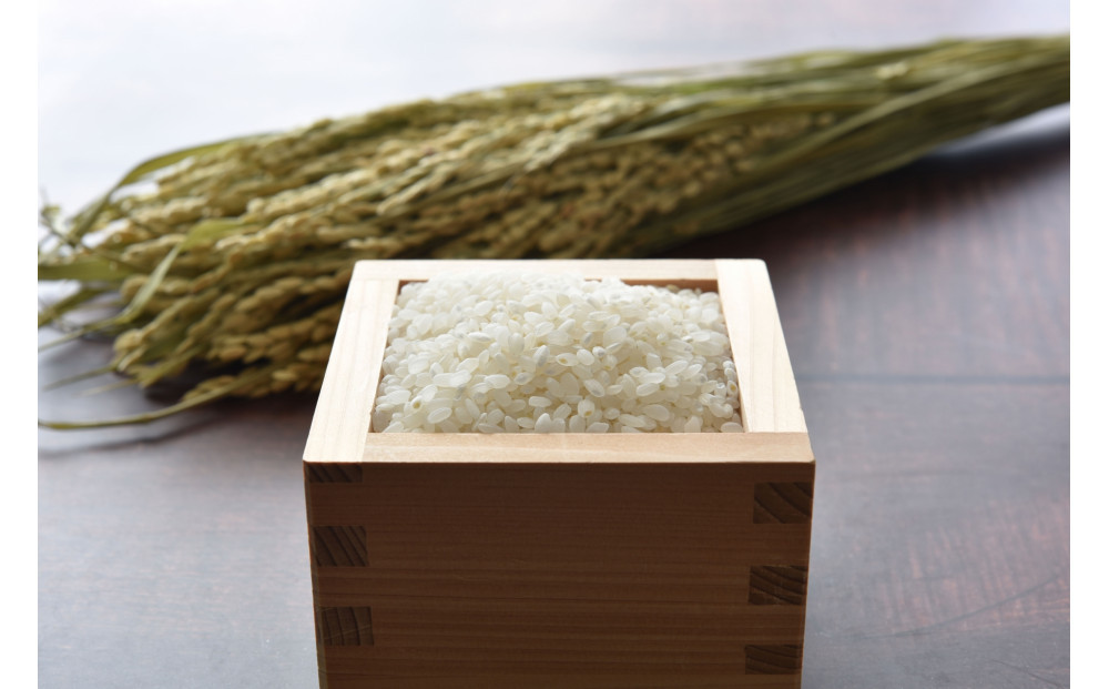 令和7年北海道産 きらら397 5kg（5kg×1袋） 【 白米 精米 ご飯 ごはん 米 5kg  お米 旭川市ふるさと納税 北海道ふるさと納税 】_05643