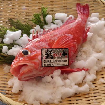 ふるさと納税 網走市 【網走産】”生”高級ブランド釣きんき 2尾