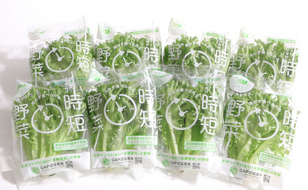 野菜セット フリルレタス 水耕栽培 無洗 野菜セット