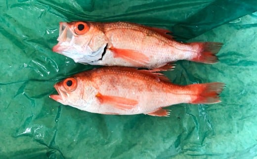 水揚げ次第、一度も冷凍することなくノンフローズンでお届け致します。