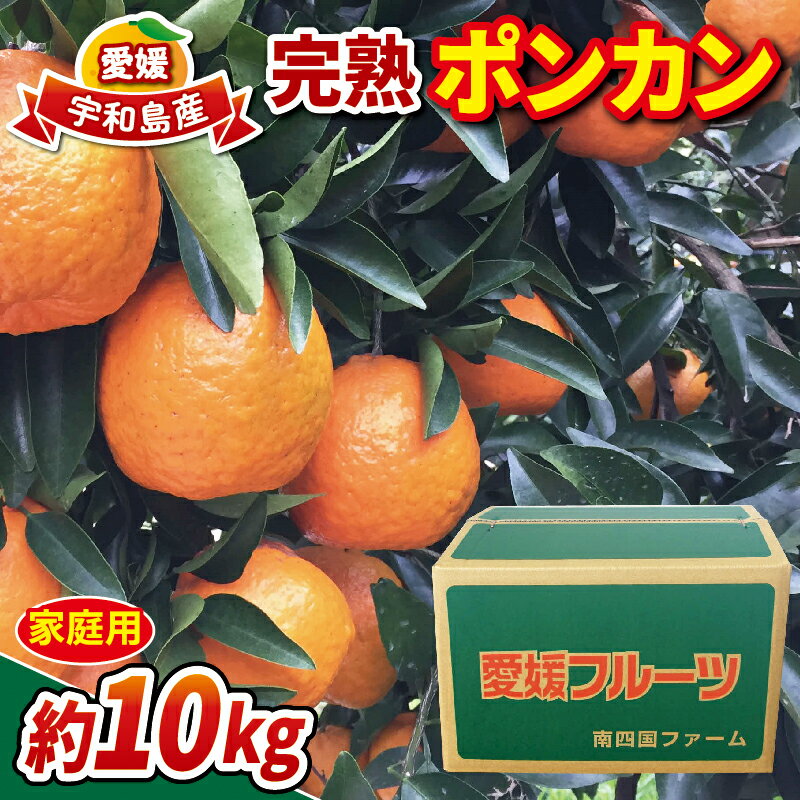 【ふるさと納税】 家庭用 完熟 ポンカン 約 9kg みかん 南四国ファーム ぽんかん ミカン 果物 フルーツ 柑橘 蜜柑 mikan くだもの かんきつ 美味しい 甘い 酸味 愛媛ミカン 愛媛みかん 愛媛県産 産直 お取り寄せ 数量限定 産地直送 農家直送 国産 愛媛 宇和島 B013-035004