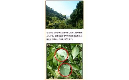 初夏のみかん　なつみ3kg【2025年4月中旬以降発送】【先行予約】【UT56】【uot753A】