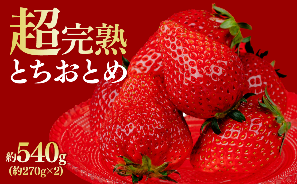 【先行受付：1月中旬以降発送】【数量限定】鈴木ファームの厳選&完熟&朝摘み とちおとめ  レギュラーサイズ 約270g×2パック 合計約540g | いちご イチゴ 苺 とちおとめ 完熟 甘い あまい 果物 フルーツ くだもの 旬 産地直送 栃木県産 鈴木ファーム 栃木県 茂木町