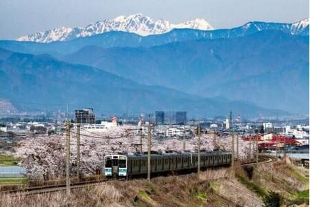 ながいも 約 5kg（3本～6本） | ながいも 野菜 やさい やまいも 長芋 長いも とろろ 粘り お好み焼き ねばねば 食感 漬物 美容 長野県 塩尻市