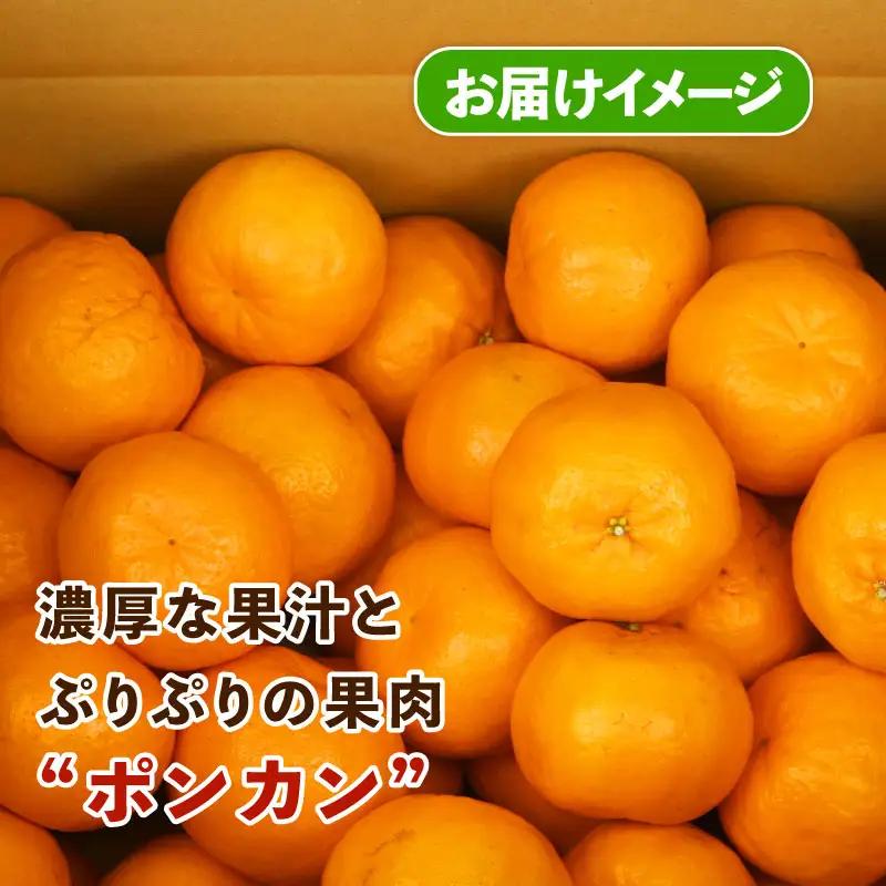 みかん 訳あり ポンカン 約 9kg スーパー山田屋 先行予約 ぽんかん 甘い 果物 くだもの フルーツ 柑橘 mikan 蜜柑 愛媛蜜柑 愛媛みかん わけあり サイズ 不揃い 産地直送 数量限定 国