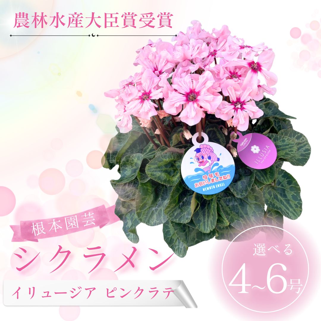 【ふるさと納税】【2026年 先行予約 】 シクラメン イリュージア ピンクラテ 選べる種類 花 お花 ガーデンシクラメン ピンク 花ギフト フラワーギフト 鉢花 鉢植え ギフト プレゼント 贈答 農林水産大臣賞受賞 根本園芸 aj012