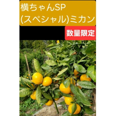 【ふるさと納税】【ご家庭用】横ちゃんSP(スペシャル)みかん 約10kg【C84-2】【1552430】