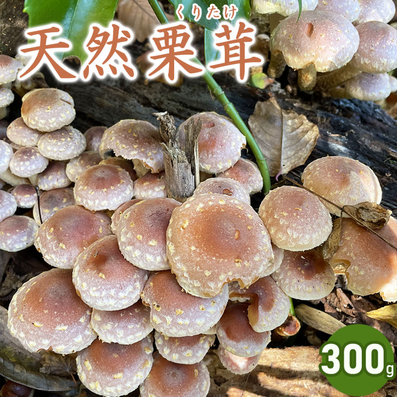 【ふるさと納税】【令和7年産先行予約】天然くりたけ 300g きのこ 栗茸 発送時期：10月1日〜11月30日頃 | 山形県 鶴岡市 楽天ふるさと 納税 山形 支援 返礼品 お取り寄せ 天然 くりたけ クリタケ 取り寄せ 特産品 名産品 支援品 天然きのこ キノコ 食品 食べ物　2025年