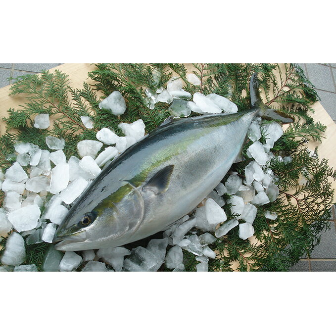 【ふるさと納税】 5kg以上 の 久良の ぶり 1尾 鰤 ぶりしゃぶ 鰤しゃぶ ブリ たたき 丸ごと 1本 国産 特産品 魚介類 海産物 まるごと 刺身 鮮魚 養殖 年末 年始 冷蔵 海鮮 魚介 ブランド 魚 ぶりしゃぶ しゃぶしゃぶ 刺し身 海鮮丼 産地直送 すぶり お歳暮 愛南町 愛媛県