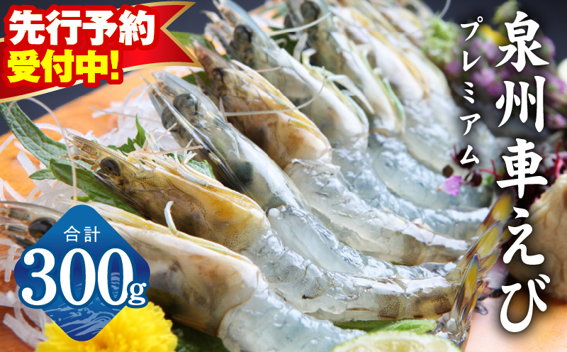 【先行予約】泉州車えび 300g【TVで紹介！ 生食可 海鮮 車海老 車エビ 海老 えび エビ 刺身 産地直送 急速冷凍 鮮度抜群 大阪 泉佐野 大阪府 泉佐野市】