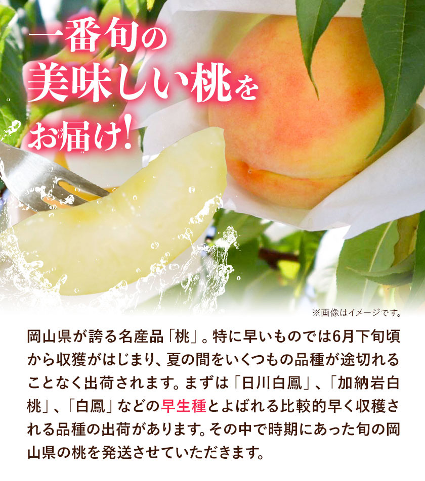 ご家庭用 岡山の白桃 （早生種） 約1.3kg 晴れの国 おかやま館(つむぐ株式会社) 《 6月下旬-8月上旬頃発送》岡山県 浅口市 白桃 桃 果物