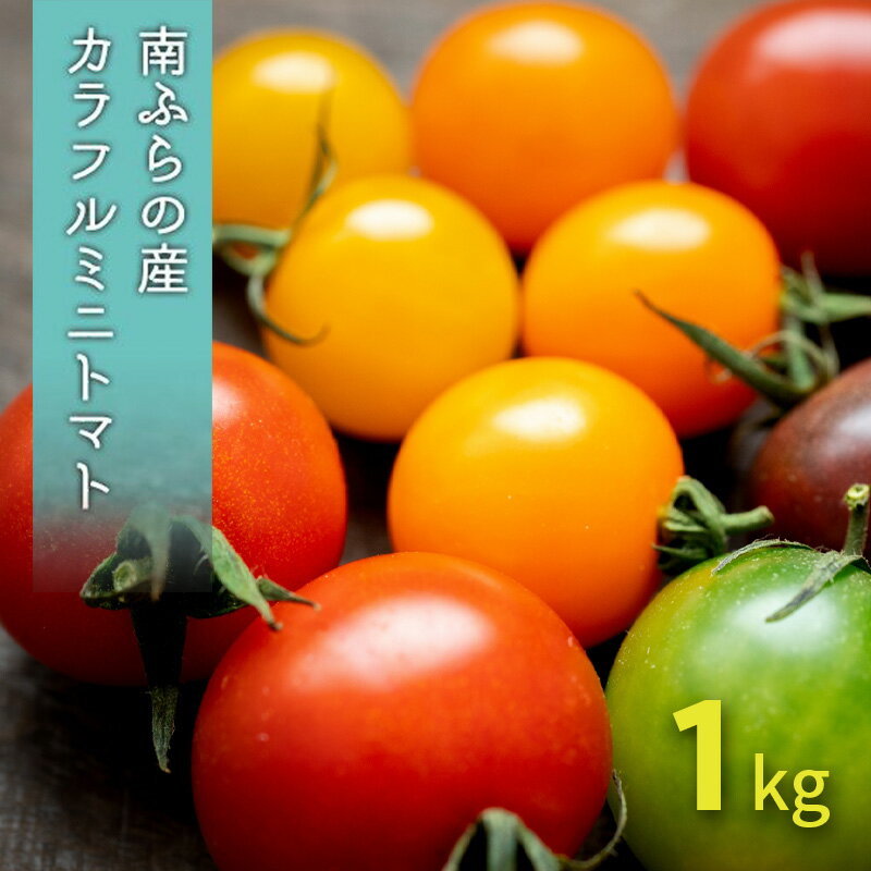 【ふるさと納税】カラフル ミニトマト セット 1kg ≪北海道南富良野産≫ 北海道 南富良野町 2025年発送 先行予約 トマト 詰合せ ミックス ミックストマト　お届け：2026年8月15日～9月15日まで