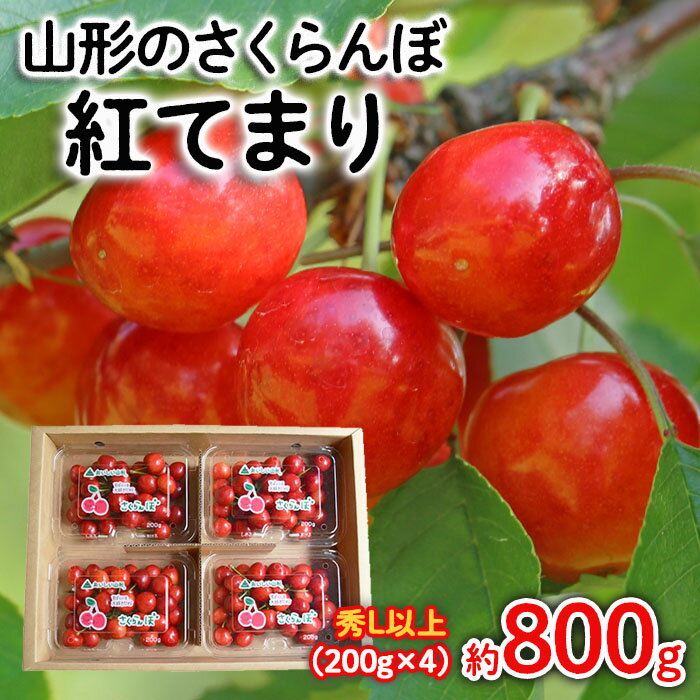 【ふるさと納税】山形のさくらんぼ 紅てまり 約800g Lサイズ以上(200g×4) 【令和7年産先行予約】FS24-557 くだもの 果物 フルーツ 山形 山形県 山形市 お取り寄せ 2025年産