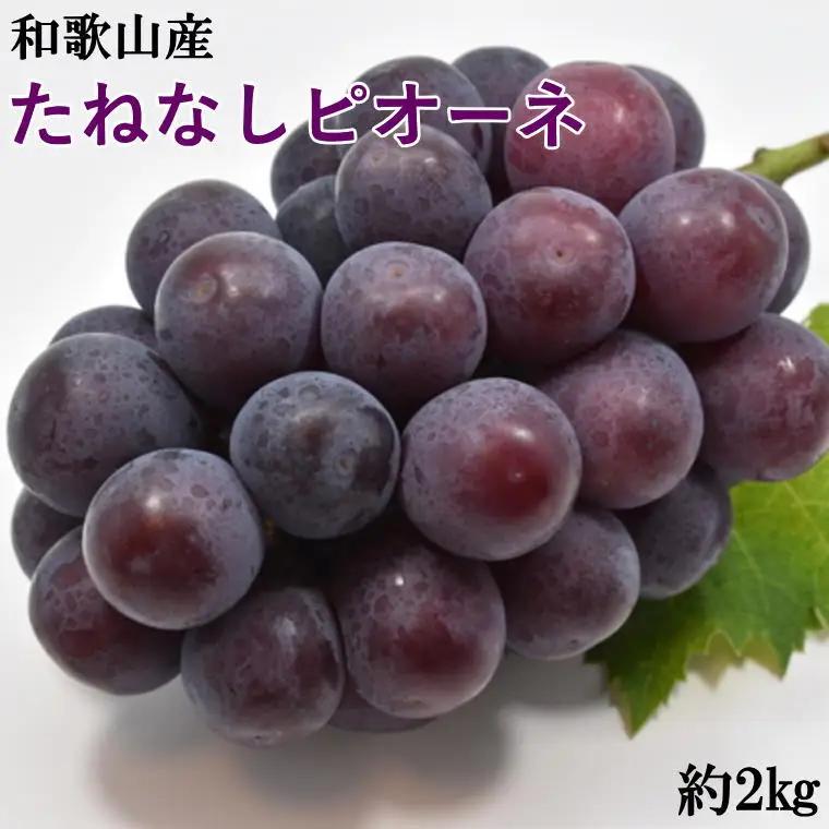 【2026年度発送分】【新鮮・産直】和歌山かつらぎ町産たねなしピオーネ約2kg　※2026年8月中旬～2026年10月上旬頃に順次発送予定【tec500B】
