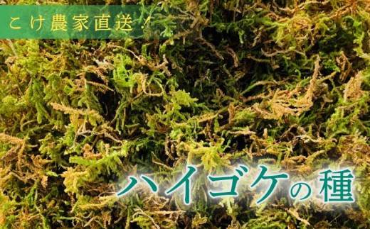 【こけ専門 農家直送】 ハイゴケの種 10L 苔玉用 ハイ ゴケ の種 苔玉 コケ こけ苔 こけだま 苔だま コケダマ コケ玉 苔リウム 苔テラリウム はいごけ ハイゴケ 種 たね 苔の種 インテリア インテリアグリーン 観葉植物 家庭用 簡単 自由研究 綺麗 夏休み かんようしょくぶつ ガーデニング がーでにんぐ 園芸植物 しょくぶつ 農家直送 産地直送 牧之原市 静岡県 コケノミウラ 苔g