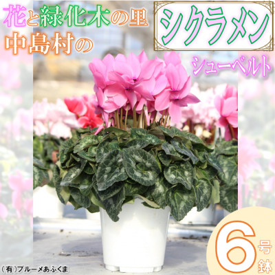 【先行予約】シクラメン6号鉢(シューベルト)　ブルーメあぶくま【配送不可地域：離島・沖縄】【1494360】