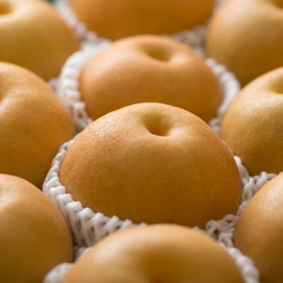 ふるさと納税 三条市 先行受付 和梨 豊水 約5kg 令和8年産 新潟県 三条市産 【016P020】 |  | 02