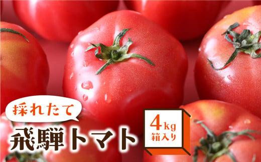 【8月頃～順次お届け】一級品 採れたて 飛騨 トマト 4kg 箱入り | とまと 大玉トマト サイズお任せ 産地直送 野菜 やさい 期間限定 飛騨高山 宿儺さま KA008