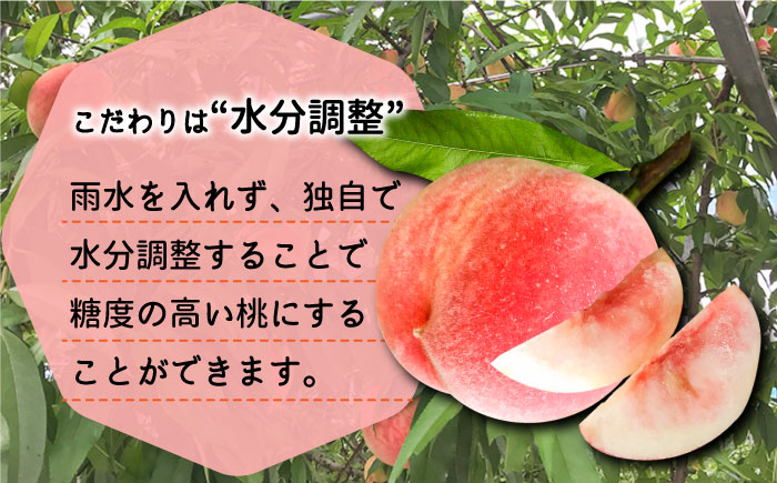【2024年6月〜発送】どちらが届くかはお楽しみ！温室桃 約1kg / 日川白鳳 or ももか / 桃 もも フルーツ 果物 / 南島原市 / 川田農園 [SAP002]