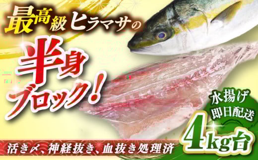 壱岐島産天然ヒラマサ（4キロ台・半身ブロック） 《壱岐市》【壱岐島　玄海屋】[JBS085] ヒラマサ 魚 刺身 煮物 カルパッチョ お寿司 46000 46000円  のし プレゼント ギフト