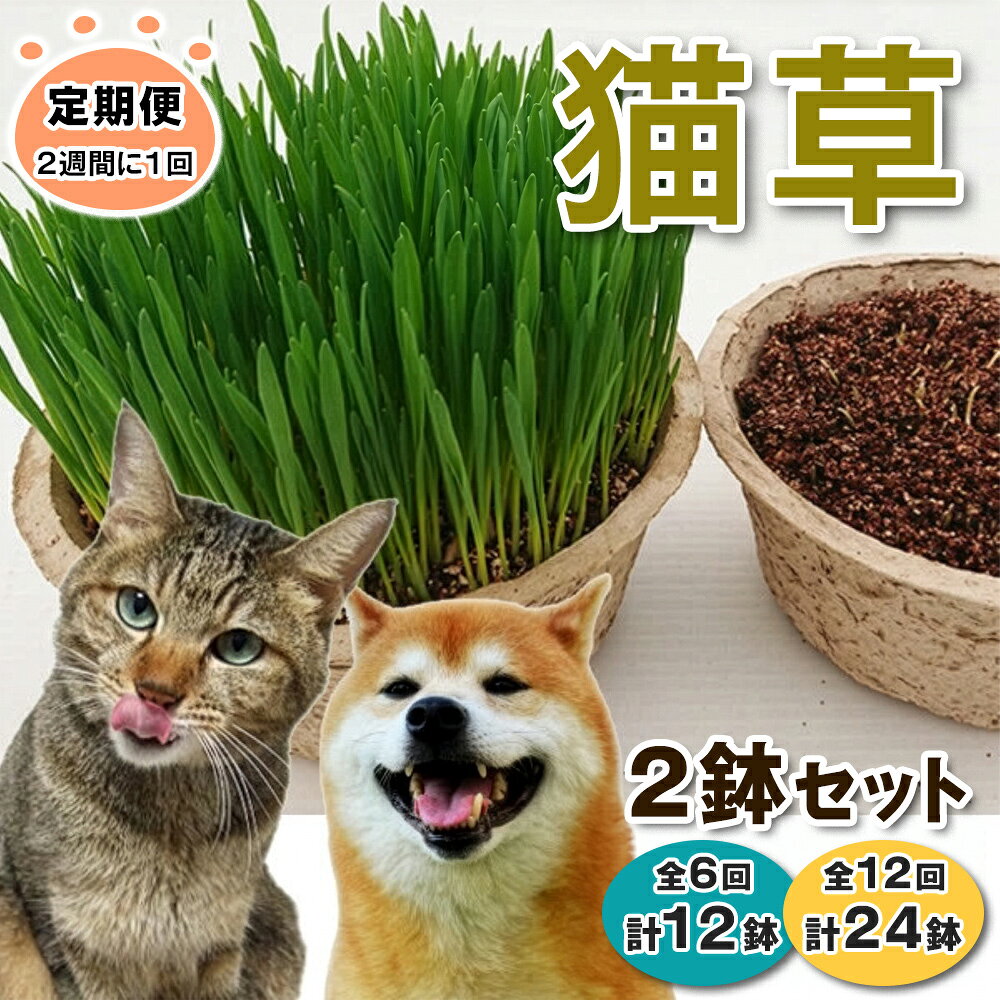 【ふるさと納税】[定期便／2週間に1回] 猫草 2鉢セット (選べる鉢数：計12鉢／計24鉢)｜猫草 定期便 猫草 サブスク 猫草 2鉢 定期便 猫草 2週間ごと 定期配送 [1196-1198]