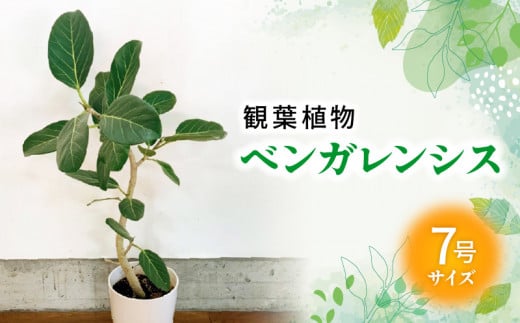 066-15 【4月以降(九州地方から)発送】観葉植物 ベンガレンシス7号サイズ1鉢