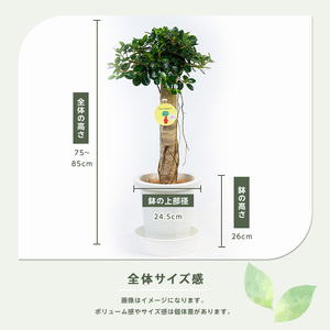 【観葉植物】パンダガジュマル75cm～85cm(前園植物園/055-1452) 南国鹿児島県で育った 観葉植物！植物 鉢付 インテリア 室内 オフィス おしゃれ プレゼント ギフト 開店祝い 移転祝い