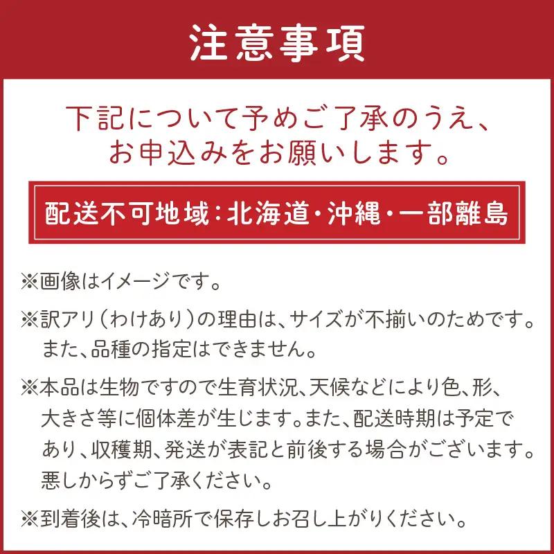 【トマト】訳あり秋冬ミニトマト 1.5kg