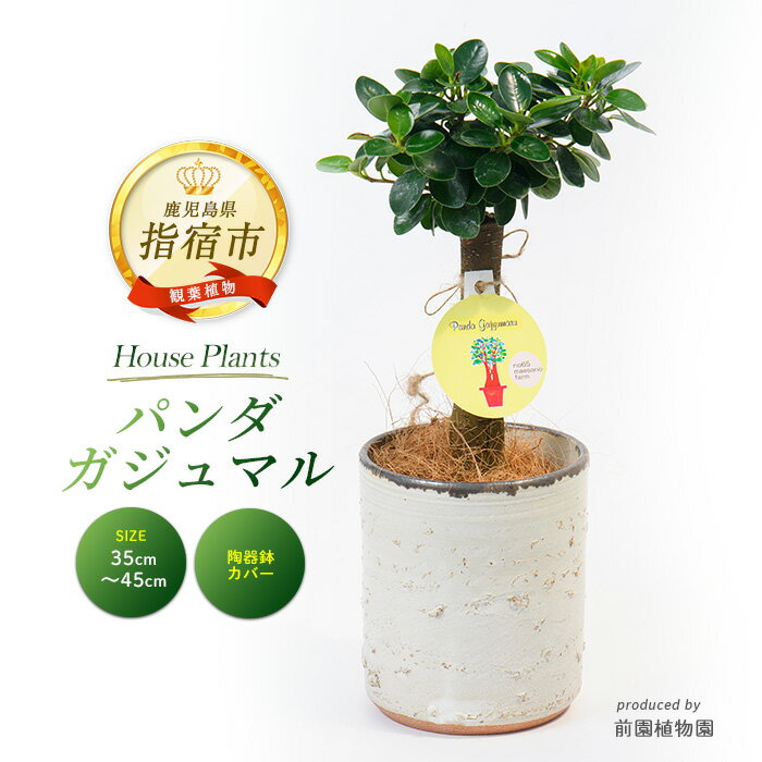 【ふるさと納税】前園植物園と指宿の陶芸家がコラボ！パンダガジュマル(35cm〜45cm 陶器鉢カバー入り)※北海道・沖縄・離島配送不可※ カジュマル 観葉植物 鉢 鉢カバー セット おしゃれ インテリア グリーン 【前園植物園】