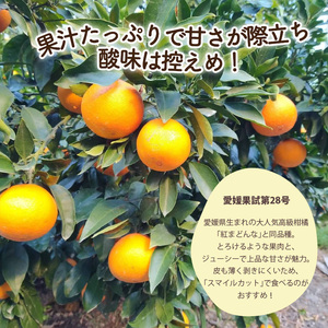 【12月上旬から発送】【秀品】 愛果28号 約2.5kg | あいか28号 みかん 柑橘 【KNN001】