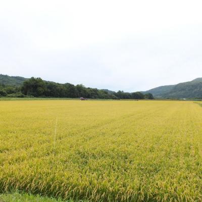 ふるさと納税 壮瞥町 【令和7年産】(無洗米15kg)ホクレン北海道ななつぼし(5kg×3袋) SBTD122 |  | 01