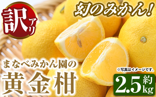 ＜先行予約受付中！2027年2月上旬以降順次発送予定＞訳あり！まなべみかん園の黄金柑(約2.5kg) 国産 鹿児島県産 阿久根市産 柑橘類 果物 フルーツ みかん ミカン 蜜柑 期間限定 数量限定 デザート ご家庭用 【有限会社まなべみかん園】akn034-10